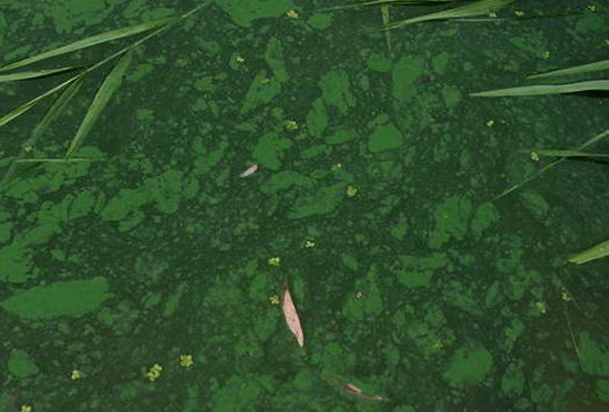 水質(zhì)檢測污染物 水質(zhì)檢測污染物