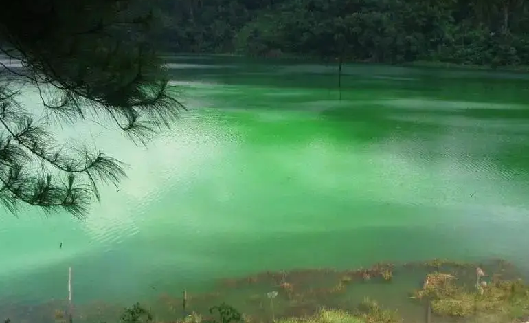 1654478493403543.png 深綠色.png